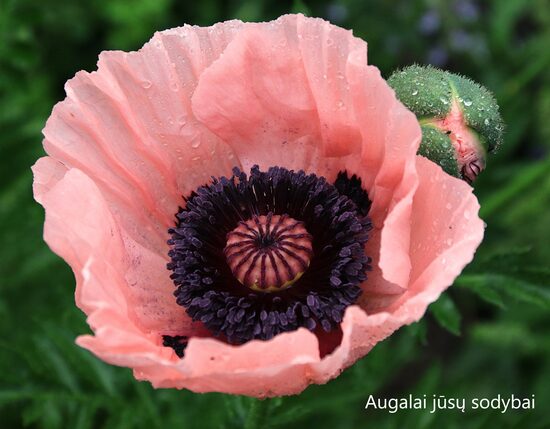 Aguona rytinė (Papaver orientale) nr.1